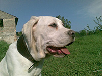 white cane corso mastiff